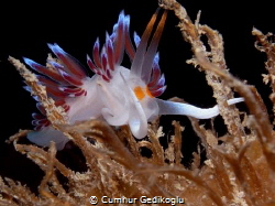 Cratena peregrina
Beauty from jetty in Korumar Bay. by Cumhur Gedikoglu 